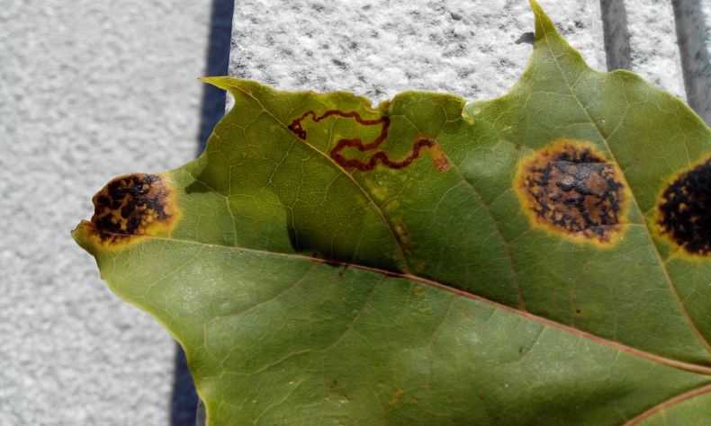Чем опасны заболонники? способы борьбы с плодовым жуком-короедом