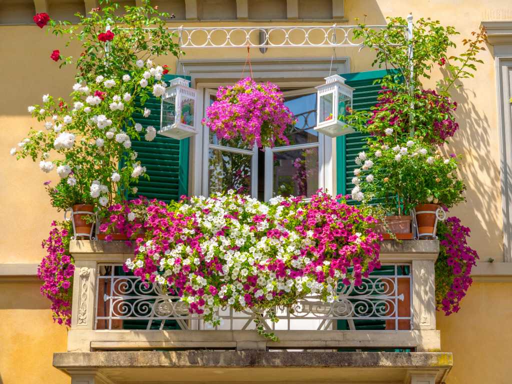 Ампельные растения для дома и балкона