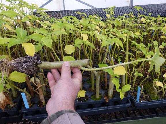Клематис маньчжурский (35 фото): описание ломоноса, посадка и уход. как вырастить из семян в домашних условиях? размножение