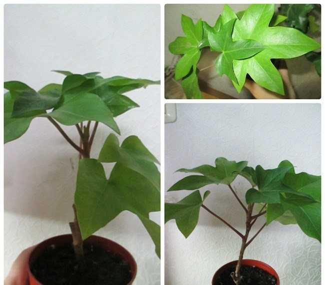 Фатсхедера является красивым лиственным растением и используется для домашнего и уличного озеленения. В чём заключается уход за цветком в домашних условиях Почему растение зимой сбрасывает листья