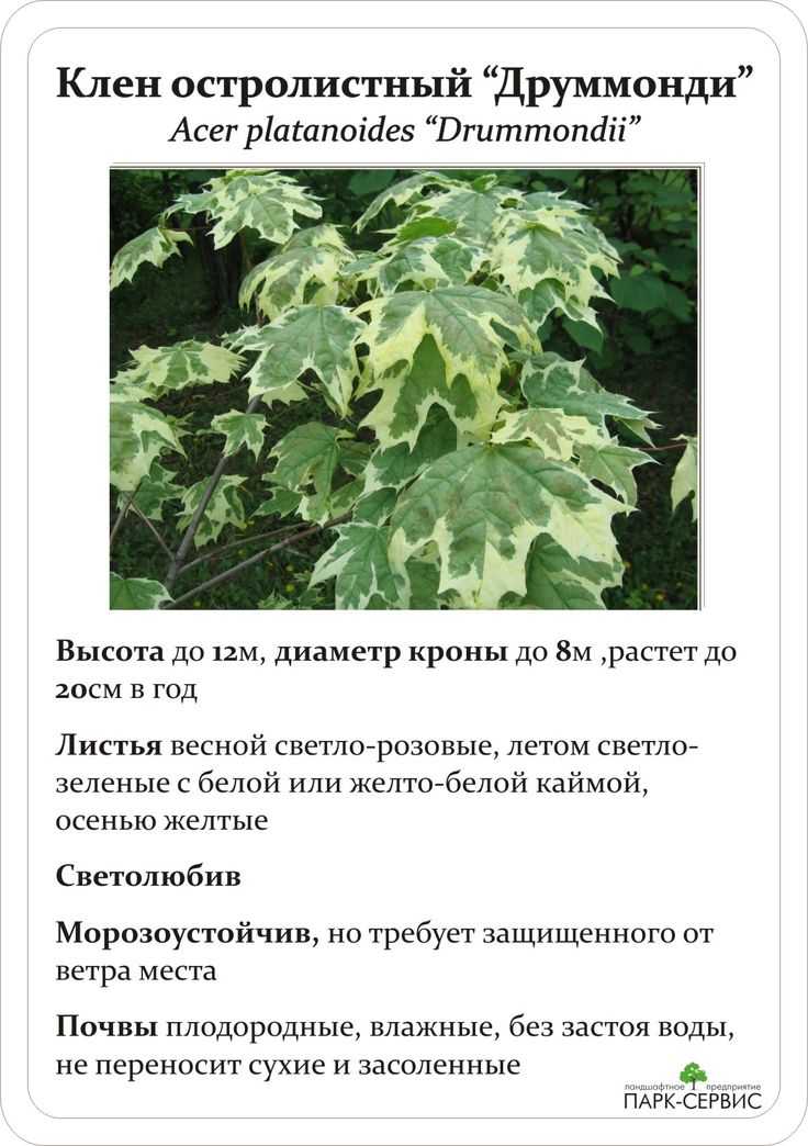 Клен остролистный друммонди (acer platanoides drummondii)