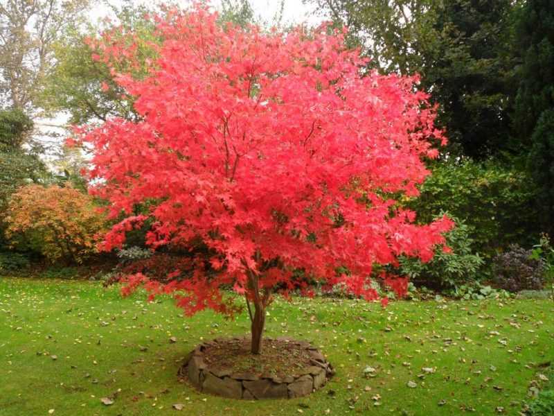 Красный клен - 115 фото описание сорта и варианты использования декоративного дерева