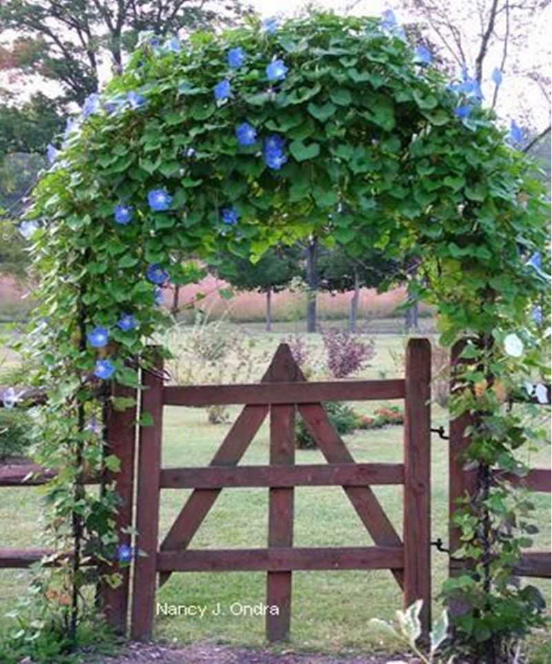 Кованые арки: садовые, для растений, цветов и винограда, над воротами и калитками, на крыльцо, входные, возле дверей, холодная и художественная обработка