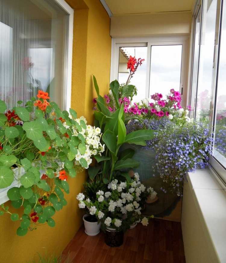 Тенелюбивые цветы для северного балкона, какие однолетники лучше выбрать