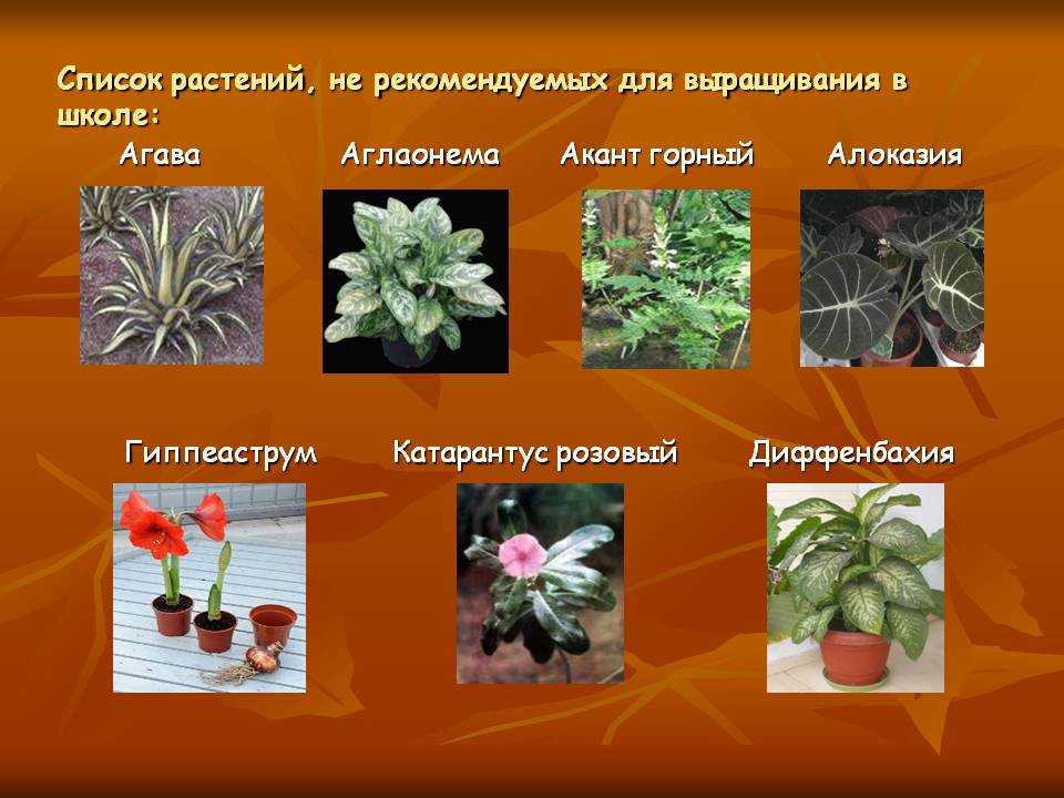 Какие цветы в запрете. Растения в школе. Комнатные растения в школе. Школьные растения в классе. Комнатные растения которые растут в школах классе.