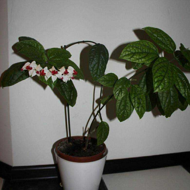 Что за растение клеродендрум томпсона? все нюанса ухода за цветком в домашних условиях