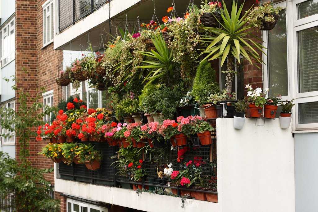 Клумба на балконе: как создать цветущий мини-сад 