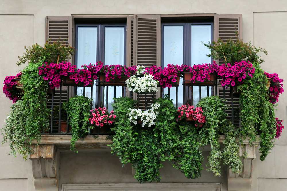 Однолетние низкорослые растения, ампельные цветы и лианы для балкона на солнечной стороне