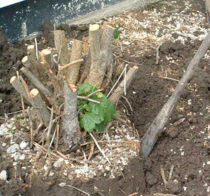 Как убрать пень без корчевания: способы химического воздействия на древесину