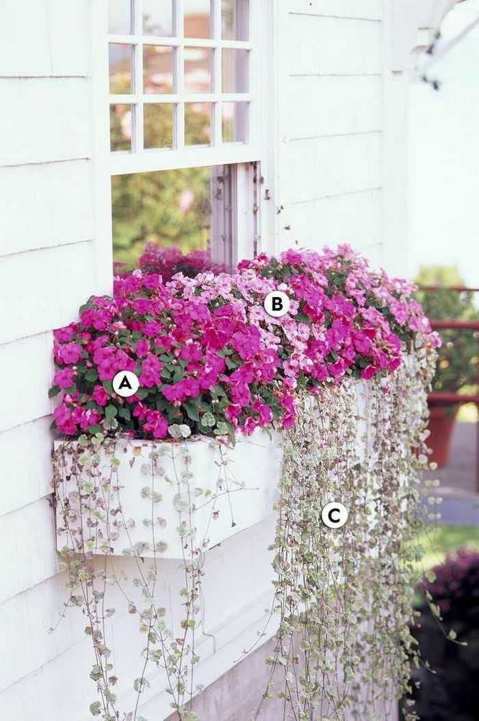 Цветы для балкона – то, что нужно, чтобы ежедневно радовать глаз. Какие названия имеют балконные вьющиеся виды И как правильно расположить ампельные растения на балконе Какие полезные рекомендации существуют