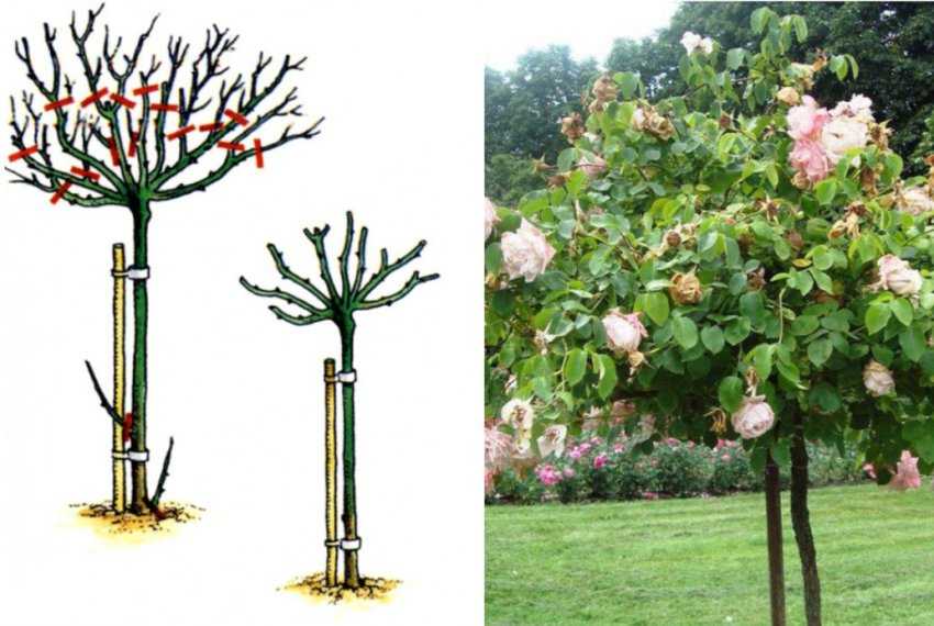 Клён — описание дерева, его видов и распространение