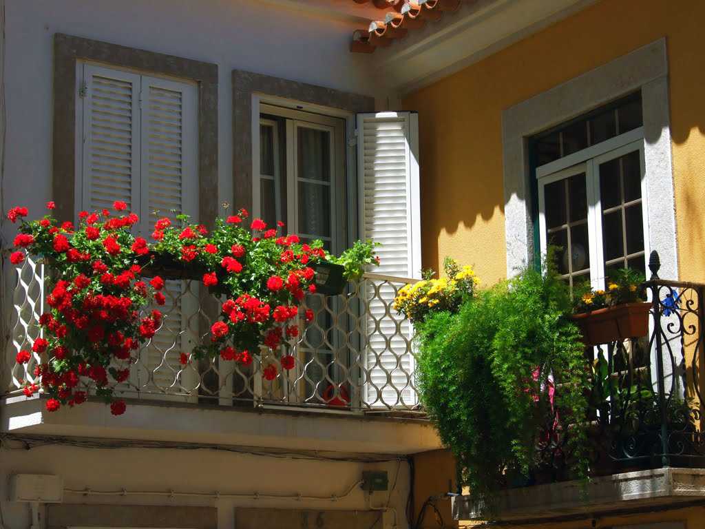 Зимний сад на балконе: от а до я