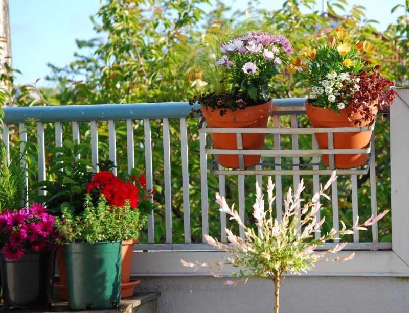 Цветы для  балкона на солнечной стороне