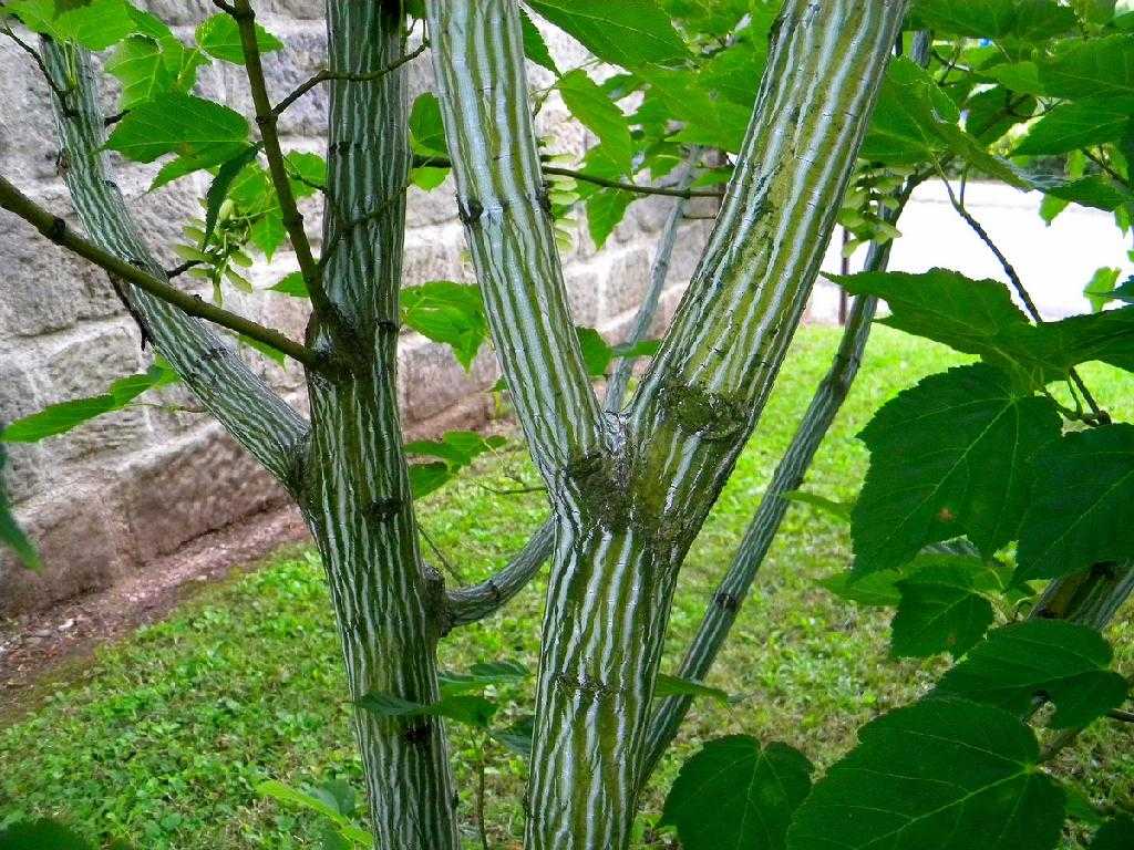 Клен полевой (29 фото): описание листьев, клен «нанум» и другие сорта, клен полевой в качестве медоноса