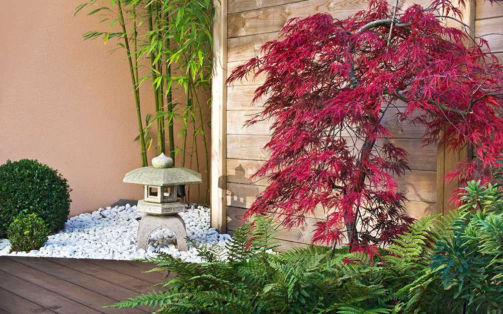 Японский клен: сорта, уход, использование в дизайне сада. японский клён посадка и уход. размножение японского клёна