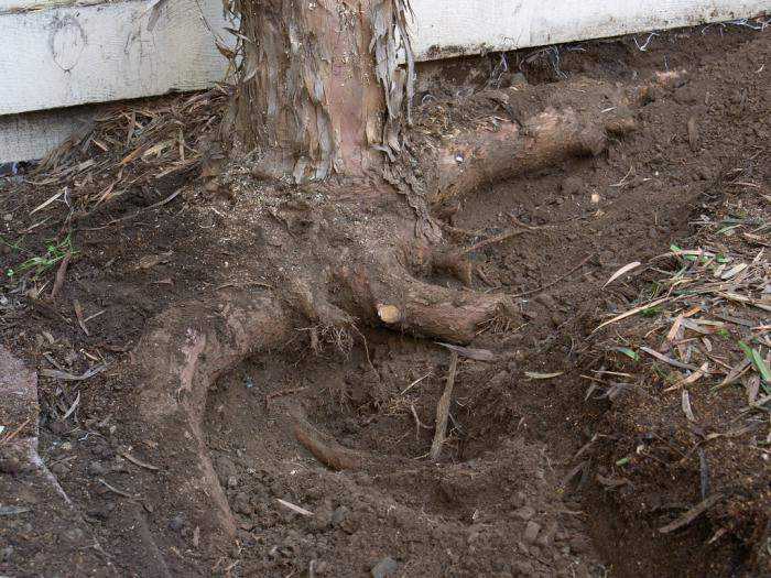 Как избавиться от пенька дерева без корчевания, применяя химические препараты