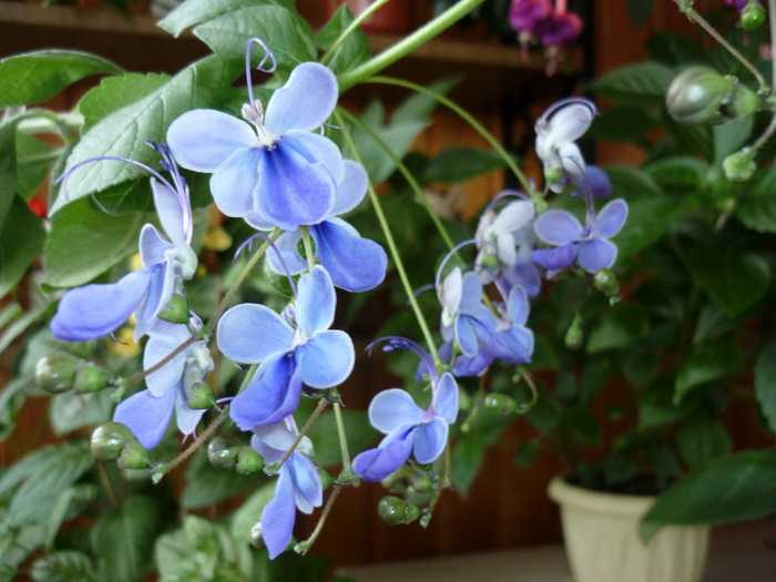 Клеродендрум угандийский (21 фото): описание, уход за цветком в домашних условиях. размножение клеродендрума черенками и другими способами
