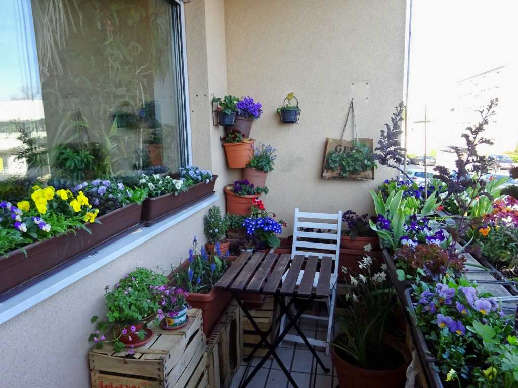 Цветы для балкона на солнечной стороне | рукодельный дом