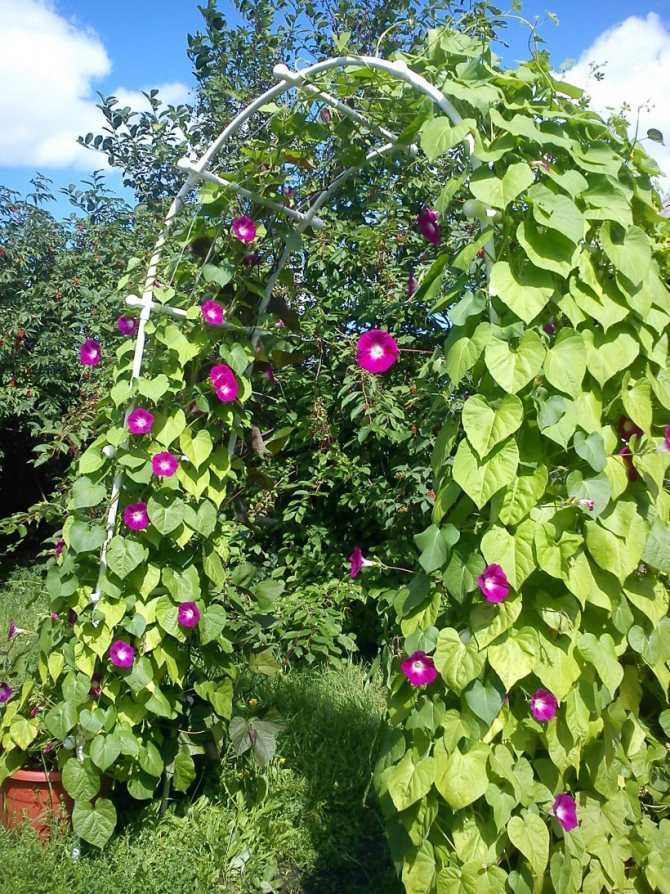 Изысканная садовая арка для роз своими руками: несколько идей создания