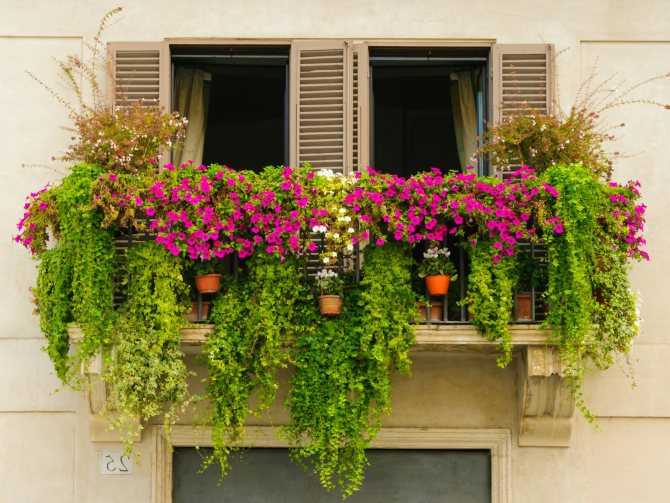 Цветы на балконе в ящиках: схемы посадки с фото » интер-ер.ру