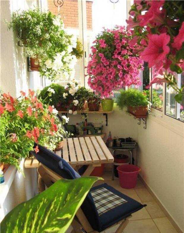Цветы для летнего балкона и лоджии: список и фото