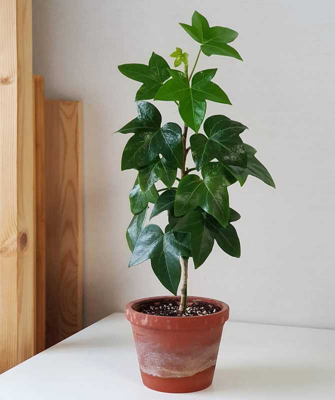 Фатсхедера является красивым лиственным растением и используется для домашнего и уличного озеленения. В чём заключается уход за цветком в домашних условиях Почему растение зимой сбрасывает листья