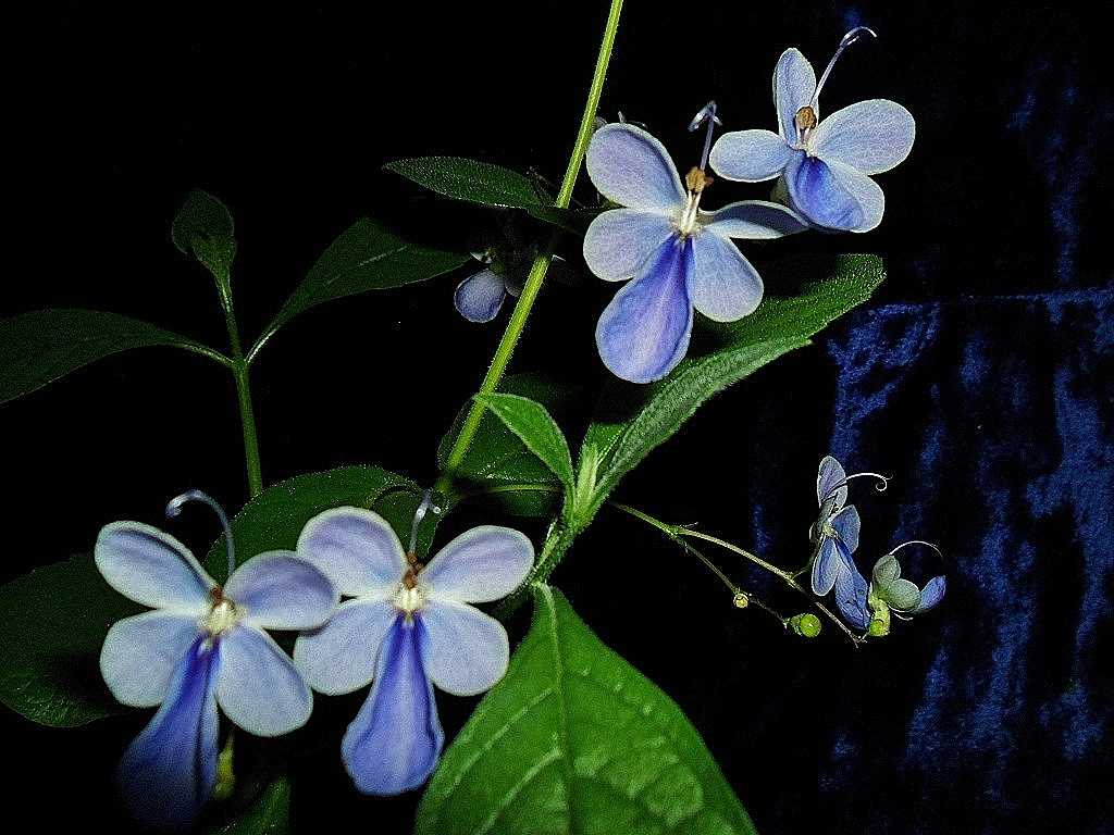 Растение с красивыми цветами необычной формы — клеродендрум: уход в домашних условиях, размножение