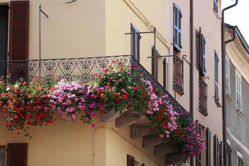 Создание балконного цветника: название цветов для балконных ящиков, способы их выращивания и уход ними, фото