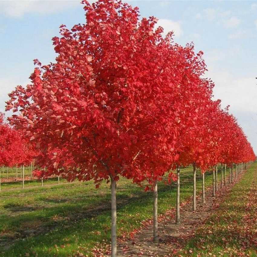 ✅ канадский клен: описание красного дерева, посадка и уход - сад62.рф