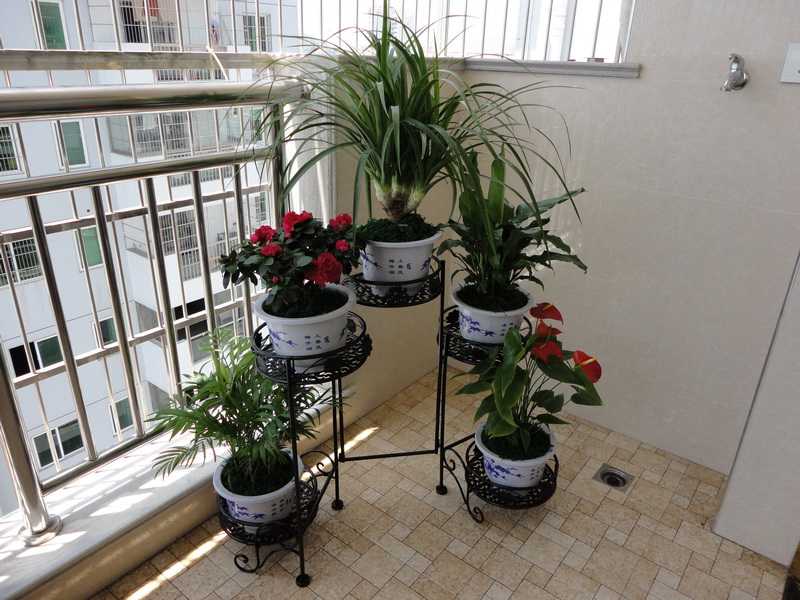 Названия цветов для балкона (63 фото): балконные вьющиеся и ампельные растения на северной стороне