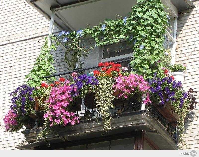 Балконные цветы: фото и названия популярных видов для северной и солнечной стороны + фото » интер-ер.ру